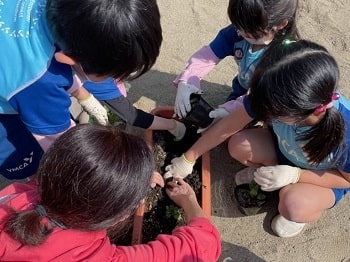 「ヨメナ」を植え付ける園児たち