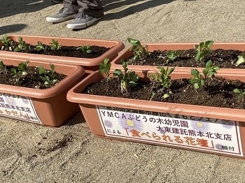 園児たちが植え付けた「ヨメナ」